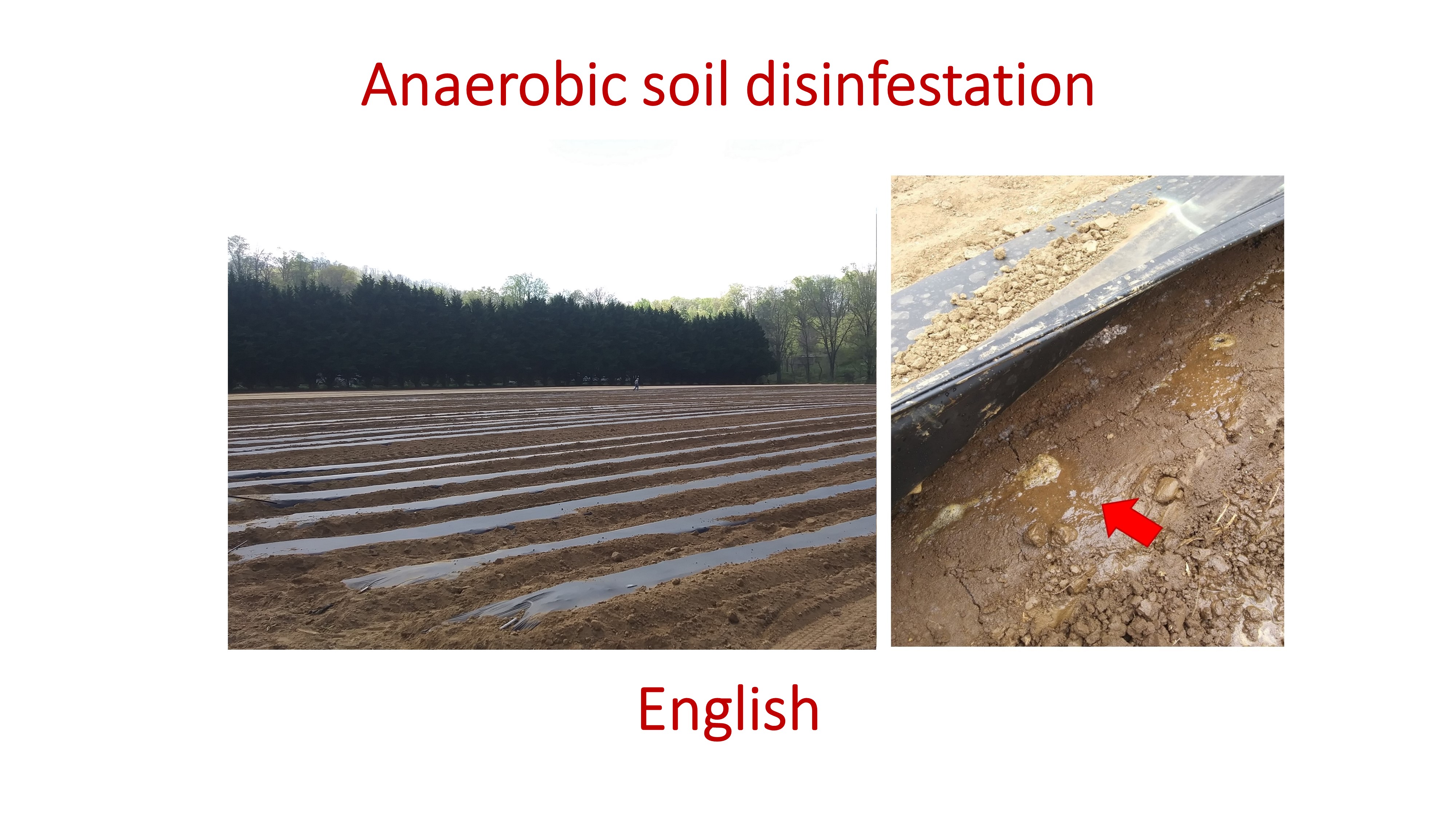 Anaerobic soil disinfestation